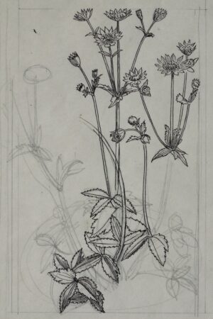 Charles Mahoney – Study of Astrantia for ‘Gardener’s Choice’ circa 1937