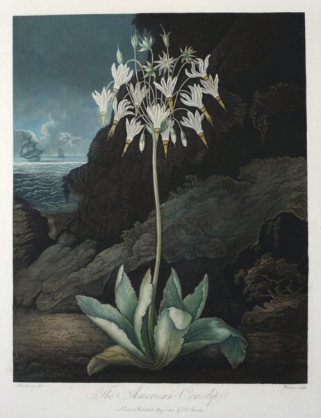 Dr Robert John Thornton – The American Cowslip (Dodecatheon)