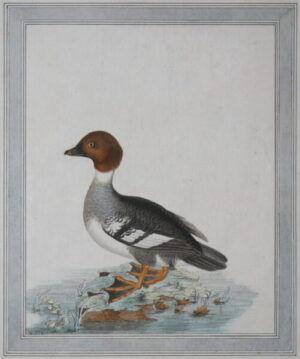 British School (Signed W:S: 1800) – Female Goldeneye Sea-Duck