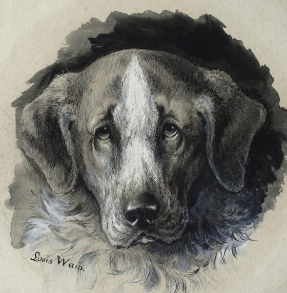 Louis Wain – Head of a Newfoundland Dog