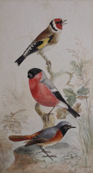 A. J. Simpson – Red Goldfinch, Male Bulfinch, Male Redstart