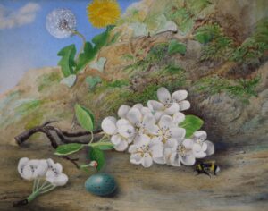 British School (19th Century) – Bee, Apple Blossom and Egg of a Song Thrush