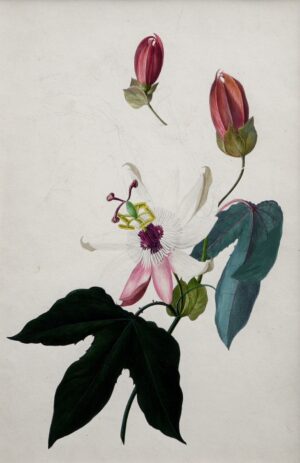 Thomas Robins the Younger / Style of – Flower Study