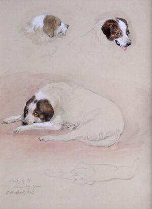 Bennett Hubbard – Study of ‘Pip’ A Sheep Dog