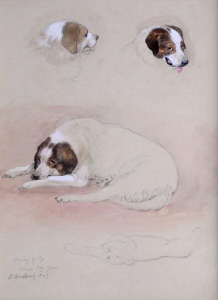 Bennett Hubbard - Study of 'Pip' A Sheep Dog