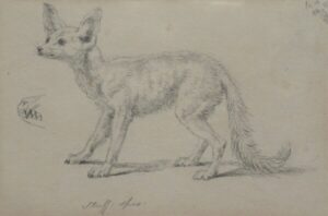 Sir Edwin Henry Landseer – Study of a Fennec Fox