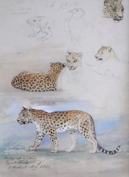 Bennett Hubbard – Study of a Jaguar At London Zoo