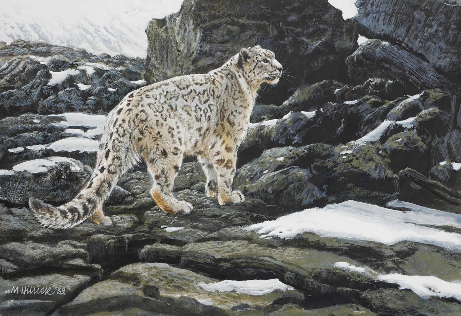 Matthew Hillier – Snow Leopard on Rocks