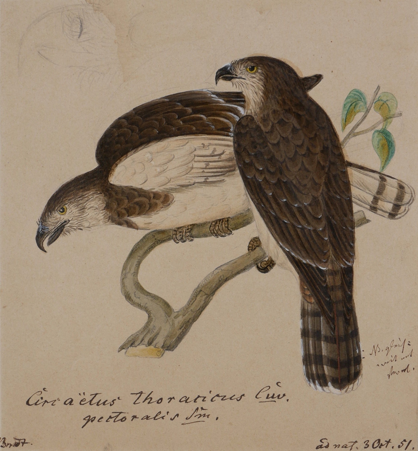 Heinrich Gottlieb Ludwig Reichenbach – Brown Snake Eagle (Southern Africa) Circaetus cinereus