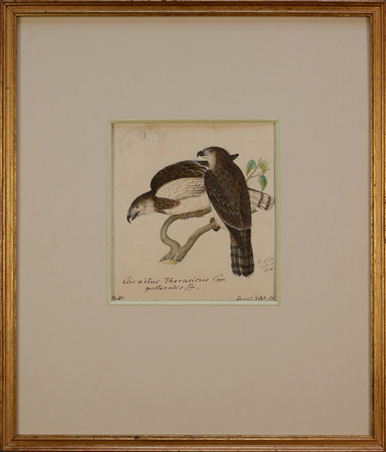 Heinrich Gottlieb Ludwig Reichenbach – Brown Snake Eagle (Southern Africa) Circaetus cinereus