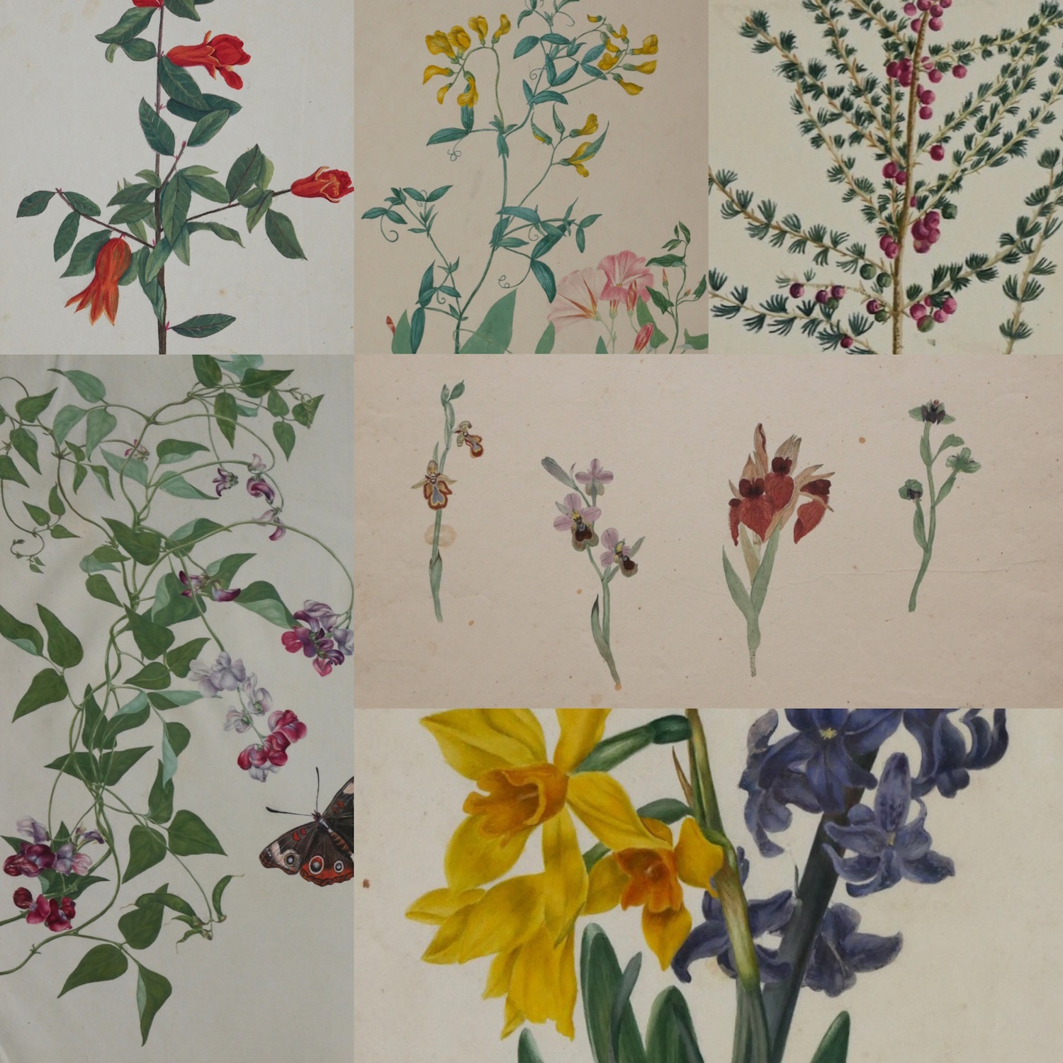Caroline Amelia Fox – Six Studies of Plants 1801-7