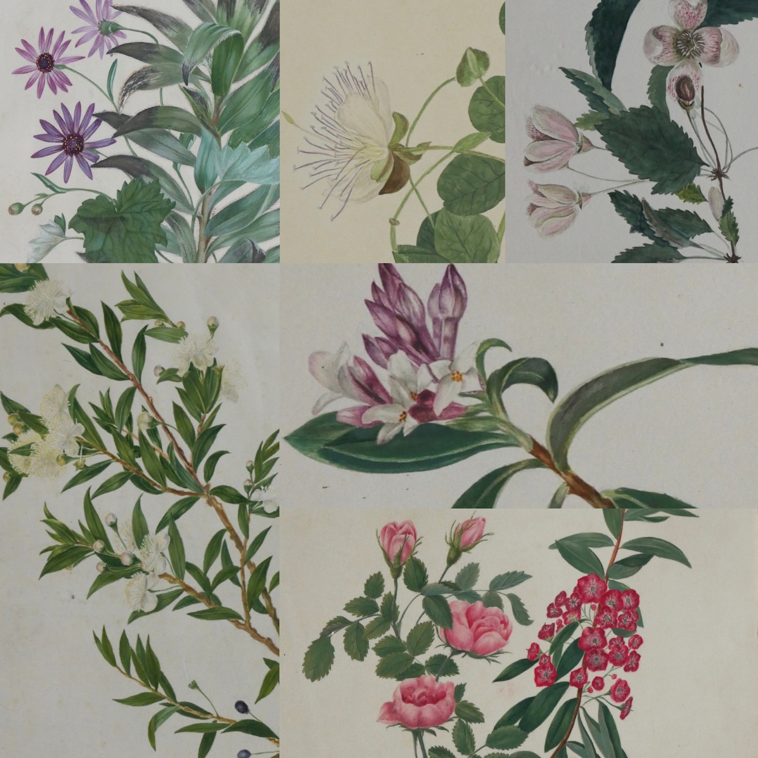 Caroline Amelia Fox – Six Studies of Plants 1801-7
