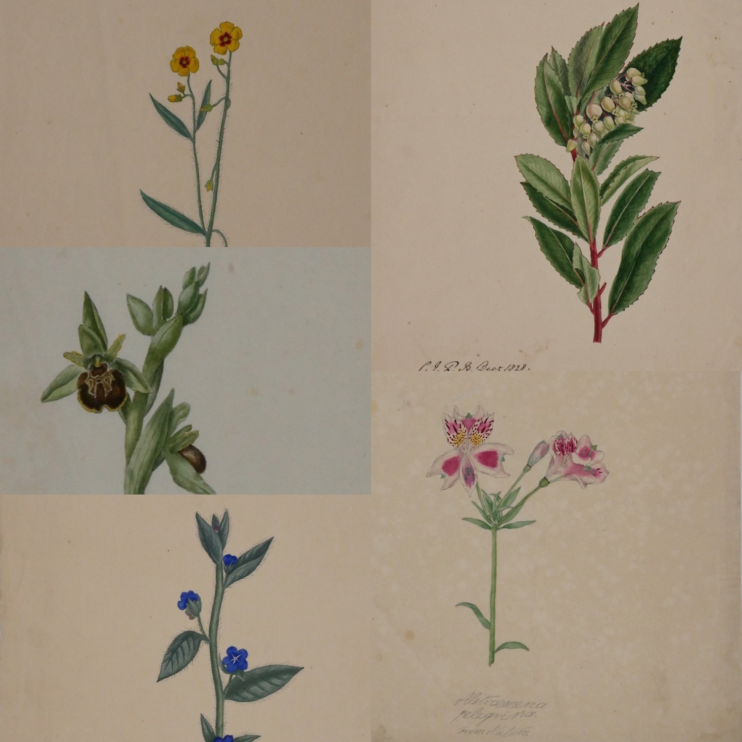 Sir Charles James Fox Bunbury – Five Plant Studies 1824-8