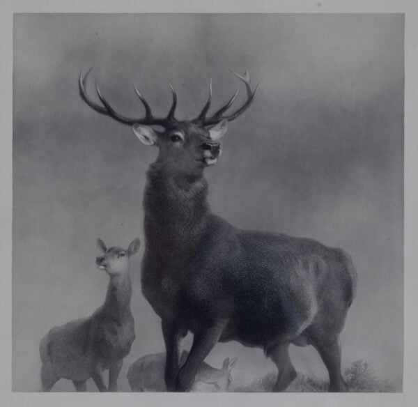 Thomas Landseer – After Sir Edwin Landseer RA – “The King of the Forest” - Image 4