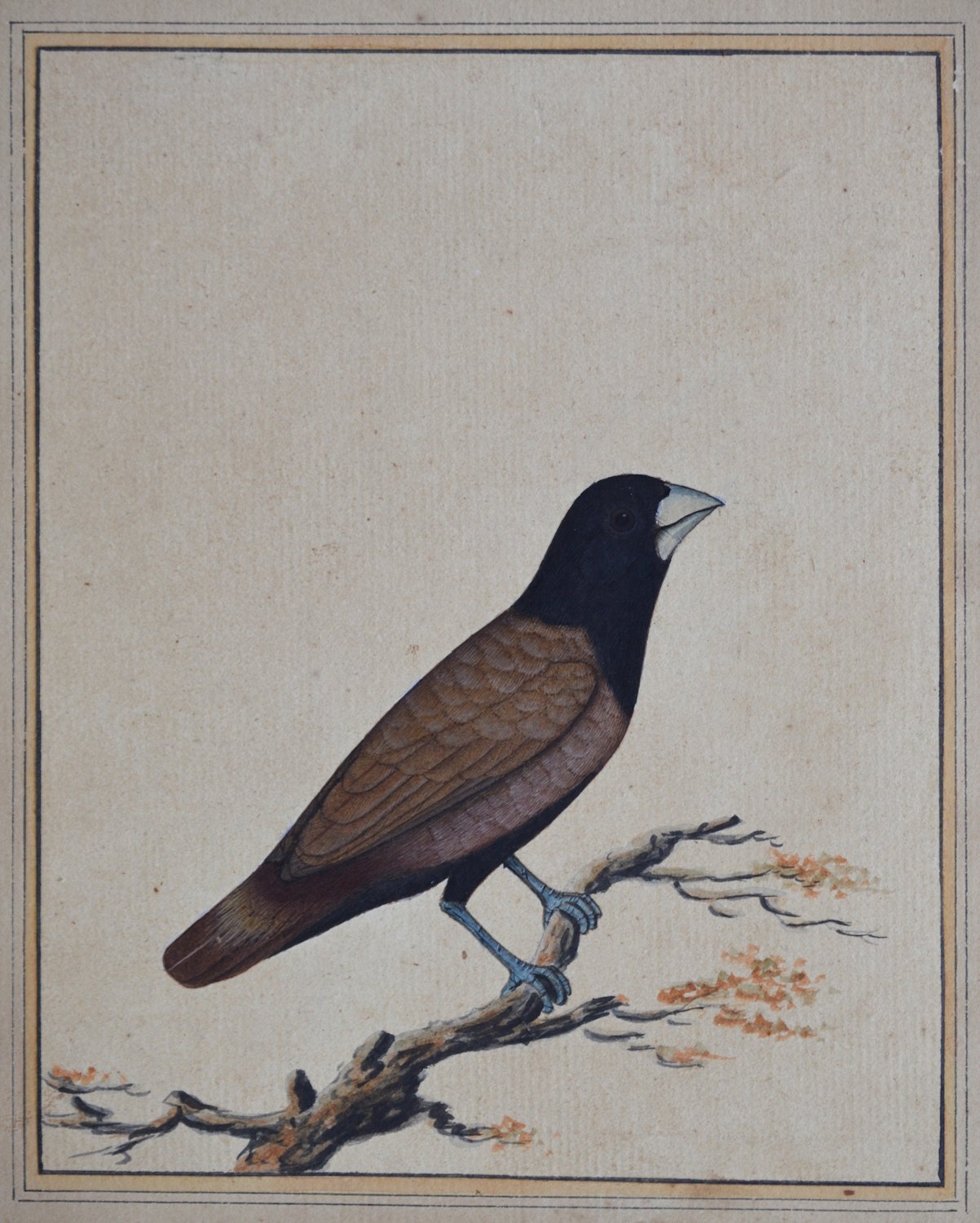 Company School India, possibly Bangladesh or Patna, India, first half 19th century – Chestnut Munia (Lonchura Atricapilla)