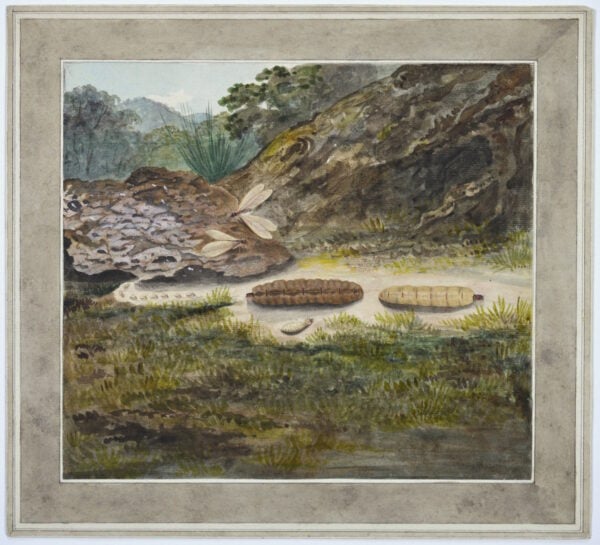 British Entomology School (18th /early 19th)