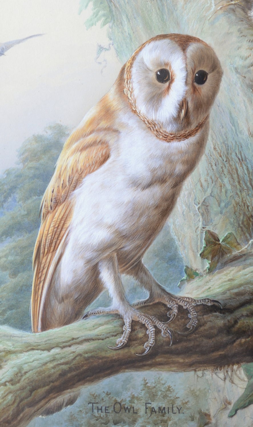 Harry Bright - The Owl Family 1883 - Image 3